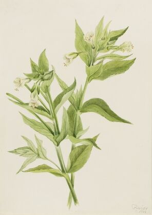 Wild Cat (1893-1896)