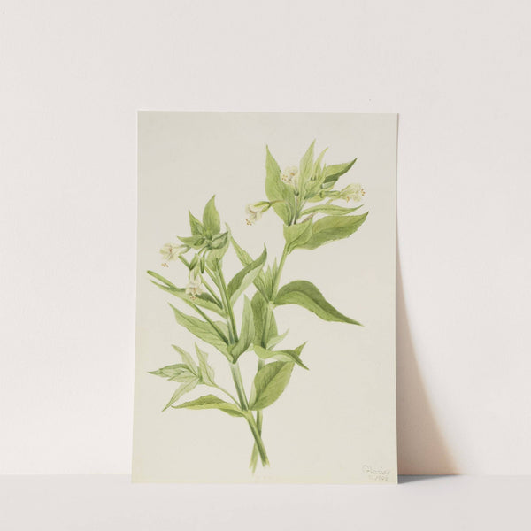 Yellow Willow-Weed (Epilobium lutem) (1906) by Mary Vaux Walcott
