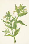 Yellow Willow-weed. Epilobium lutem (1925)