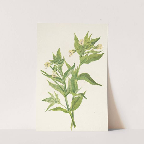 Yellow Willow-weed. Epilobium lutem (1925) by Mary Vaux Walcott