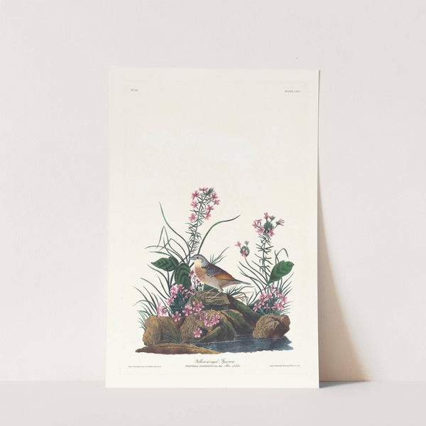 Yellow-winged sparrow by John James Audubon