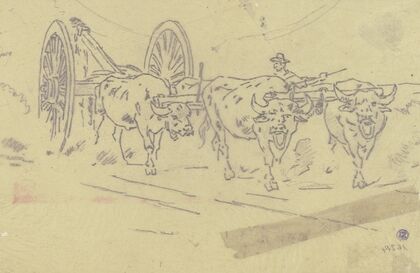 Yoke of oxen