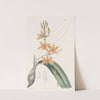Yolk-of-egg Epidendrum by Sydenham Edwards