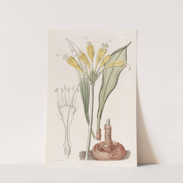 Yolk-of-Egg Stenomesson by Sydenham Edwards