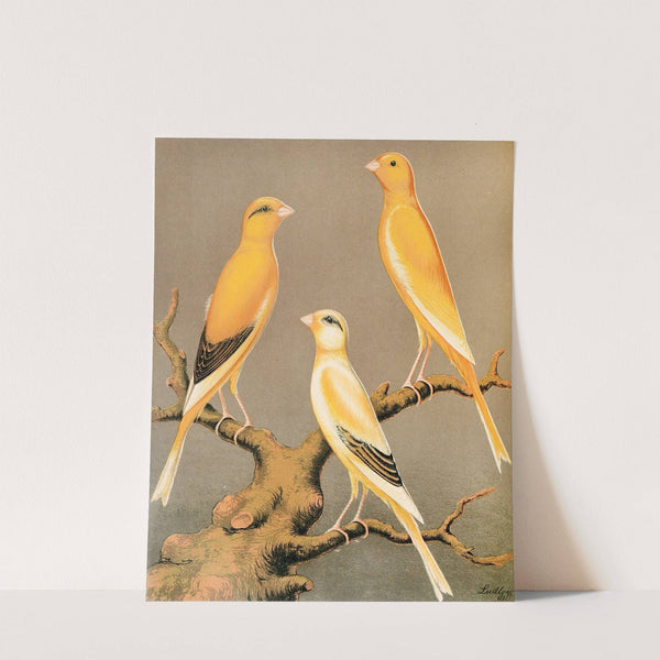 Yorkshire Canaries-Evenly Marked Yellow And Buff, Clear Yellow by W. A . Blakston