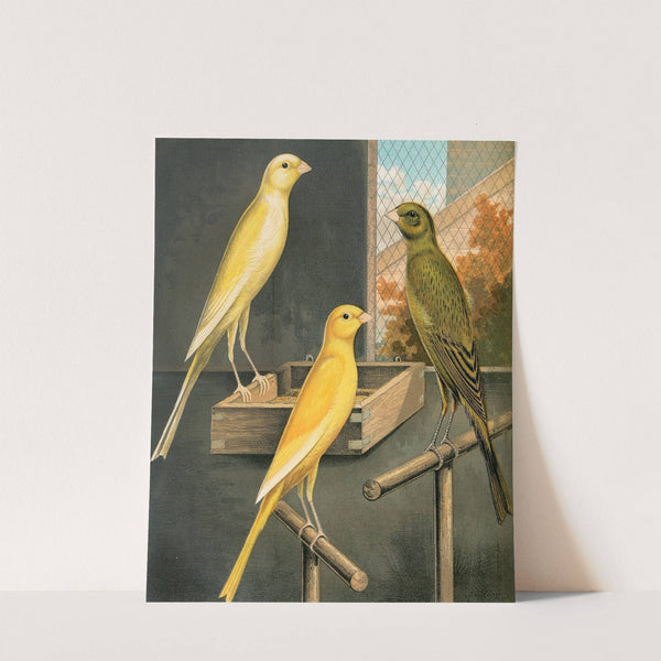 Yorkshire Canaries by W. A . Blakston