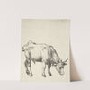 Young Bull (c. 1496) by Albrecht Dürer