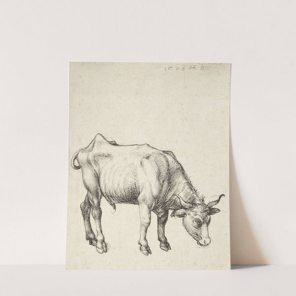 Young Bull (c. 1496) by Albrecht Dürer
