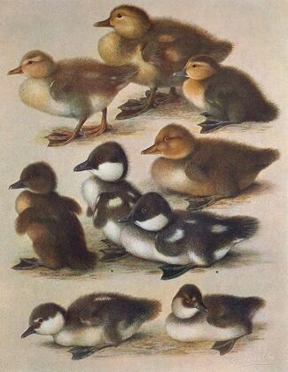 Young Of British Diving Ducks