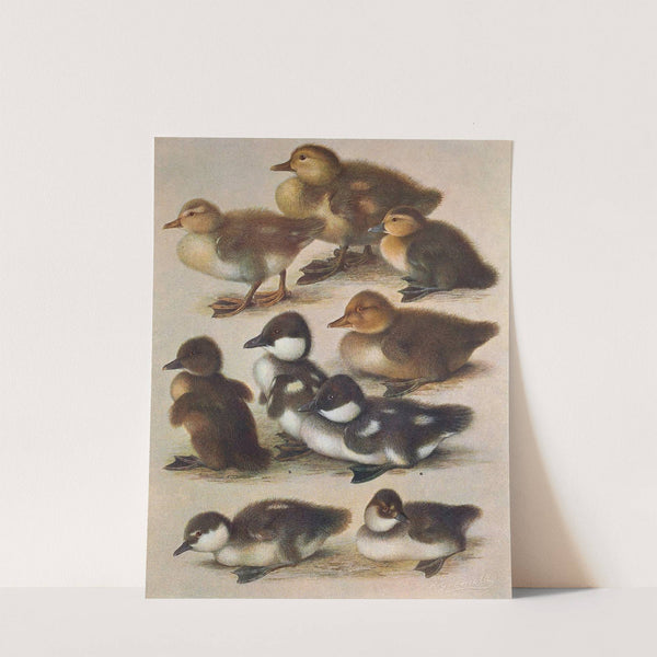 Young Of British Diving Ducks by Henrik Gronvold