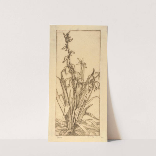 Yucca by Bertha Jaques