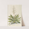 Yucca by Georg Dionysius Ehret