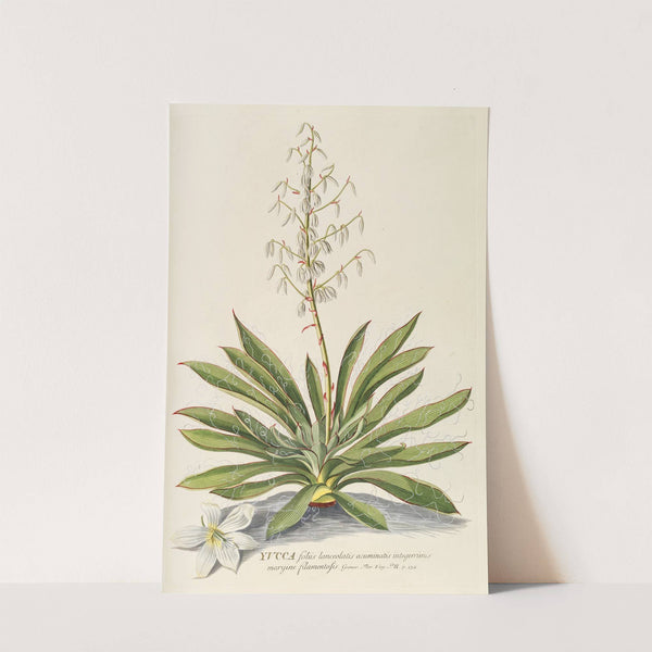 Yucca by Georg Dionysius Ehret