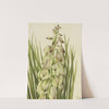 Yucca (Yucca baileyi) (1928) by Mary Vaux Walcott