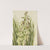 Yucca (Yucca baileyi) (1928) by Mary Vaux Walcott