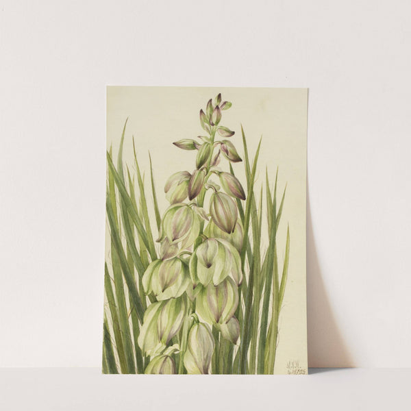 Yucca (Yucca baileyi) (1928) by Mary Vaux Walcott