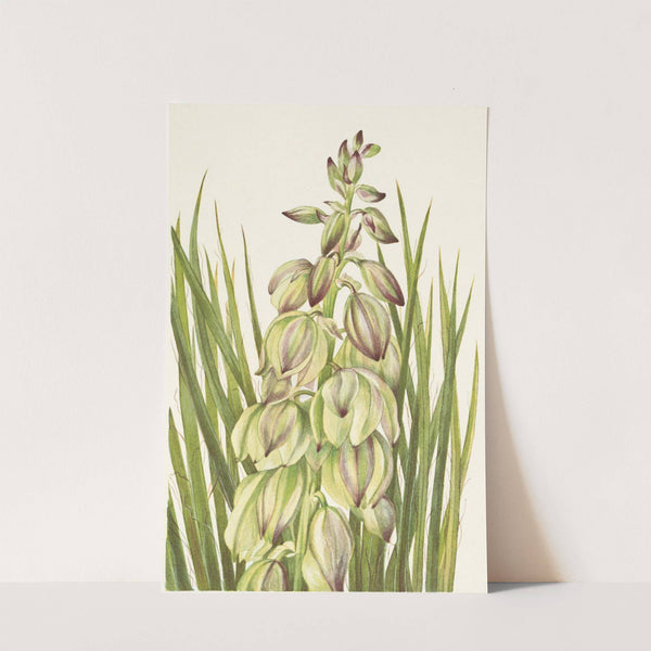 Yucca. Yucca baileyi (1925) by Mary Vaux Walcott