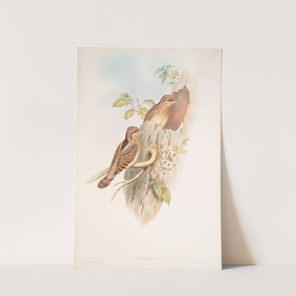 Yunx torquilla. Wryneck. (1862-1873) by John Gould