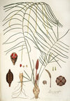 Zamia angustifolia