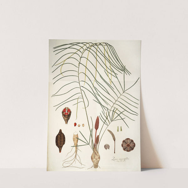 Zamia angustifolia by Nikolaus Joseph Freiherr von Jacquin