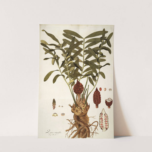 Zamia integrifolia by Nikolaus Joseph Freiherr von Jacquin