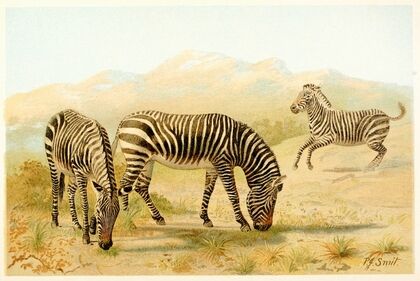 Zebra