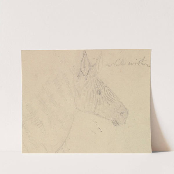 Zebra by James de Carle Sowerby