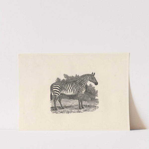 Zebra by Thomas Bewick