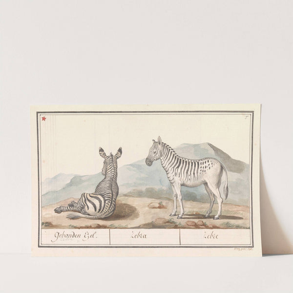 Zebra (Equus quagga) Gebanden Ezel. Zebra Zebre (1596-1610) by Anselmus Boëtius de Boodt