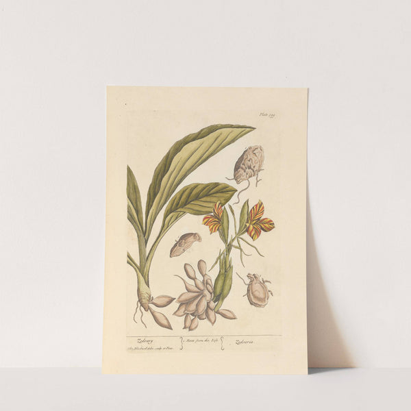 Zedoary by Elizabeth Blackwell