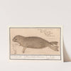 Zeehond (Phocidae) zee hond, robbe. Phoca, vitulus Marinus. Robbe. veau marin (1596-1610) by Anselmus Boëtius de Boodt