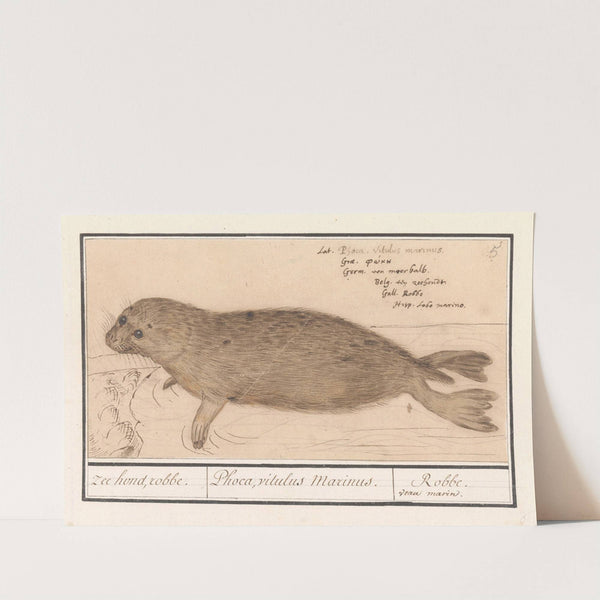 Zeehond (Phocidae) zee hond, robbe. Phoca, vitulus Marinus. Robbe. veau marin (1596-1610) by Anselmus Boëtius de Boodt