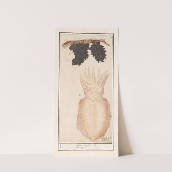 Zeekat of sepia (Sepiida) 1. uva marina 2. Saepia (1596-1610) by Anselmus Boëtius de Boodt