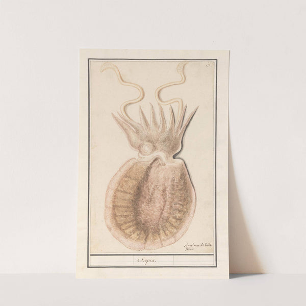 Zeekat (Sepiida) Saepia (1596-1610) by Anselmus Boëtius de Boodt