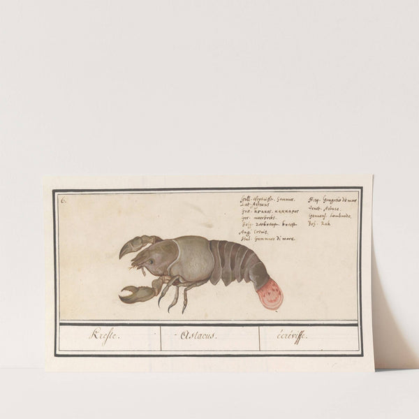 Zeekreeft (Homarus gammarus) Krefte. Astacus. écréviffe (1596-1610) by Anselmus Boëtius de Boodt