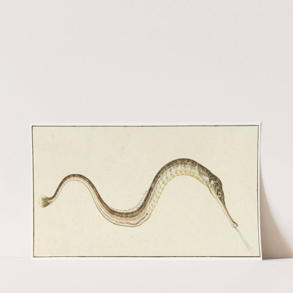 Zeenaald (Syngnatus Acus) (1664 - 1693) by Pieter Withoos