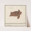 Zeeschildpad (Cheloniidae) Schild Padde. die op ‘t land wast. testudo Palustris. Tortue de terre (1596-1610) by Anselmus Boëtius de Boodt