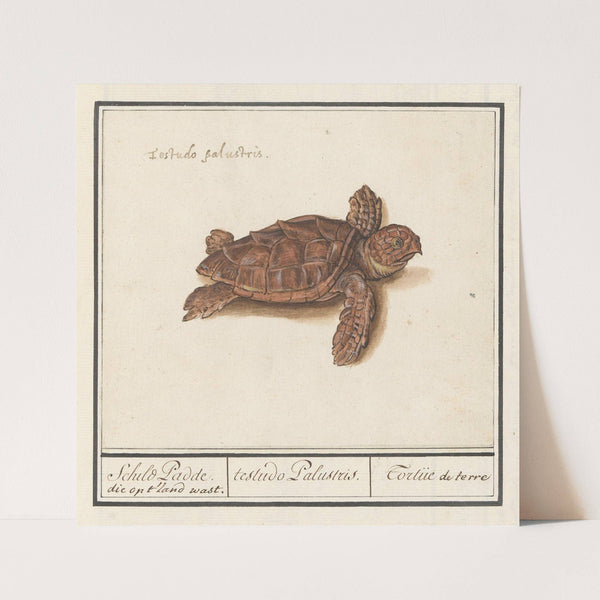 Zeeschildpad (Cheloniidae) Schild Padde. die op ‘t land wast. testudo Palustris. Tortue de terre (1596-1610) by Anselmus Boëtius de Boodt