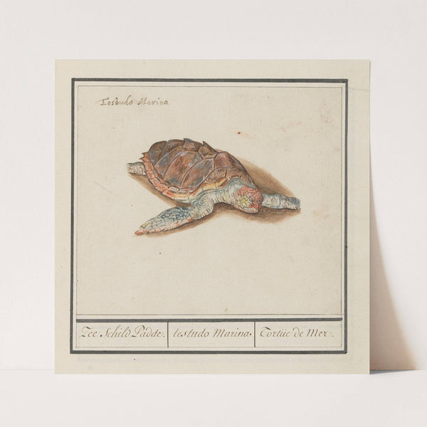 Zeeschildpad (Cheloniidae) Zee schild Padde. testudo Marina Tortue de Mer (1596-1610) by Anselmus Boëtius de Boodt