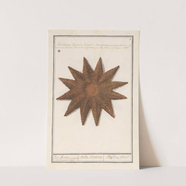 Zeester (Asteroidea) Zee Sterre stella Marina Etoile de Mer. (1596-1610) by Anselmus Boëtius de Boodt