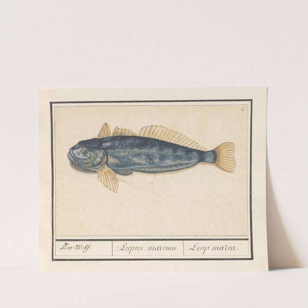 Zeewolf (Anarhichas lupus) Zee-Wolf. Lupus marinus Loup marin. (1596-1610) by Anselmus Boëtius de Boodt