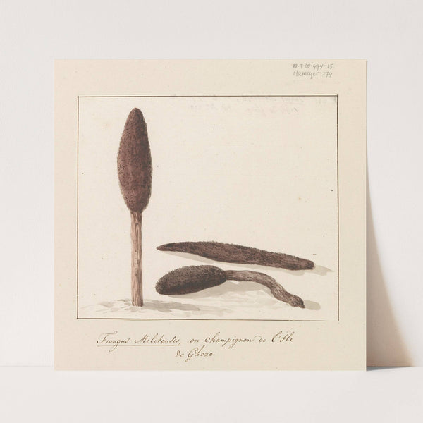 Zeldzame plant van eiland Gozo (1778) by Abraham-Louis-Rodolphe Ducros