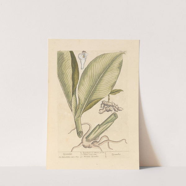 Zerumbet by Elizabeth Blackwell