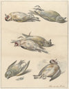 Zes dode vogeltjes