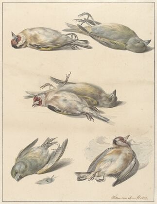 Zes dode vogeltjes