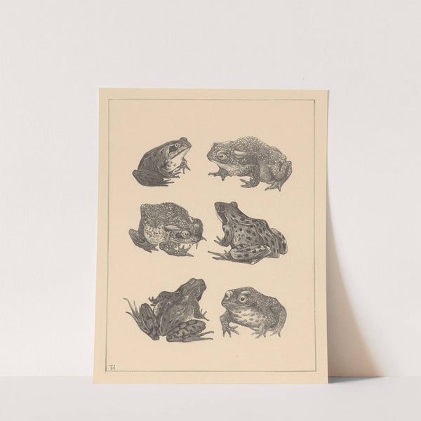 Zes kikkers en padden by Theo van Hoytema