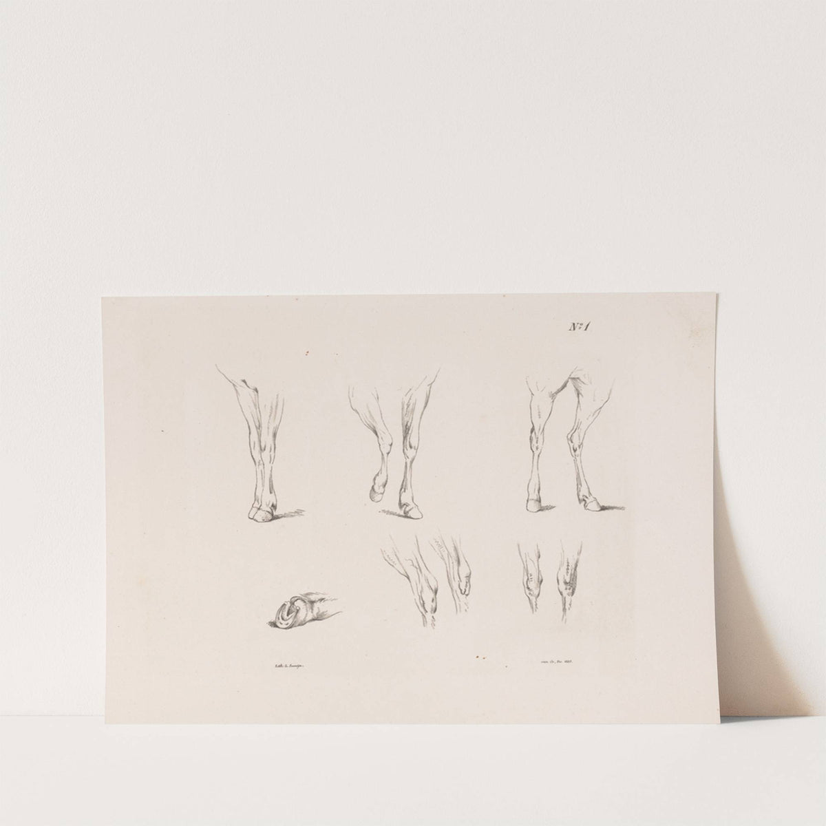 Zes studies van paardenbenen (1835) by Pieter Frederik van Os