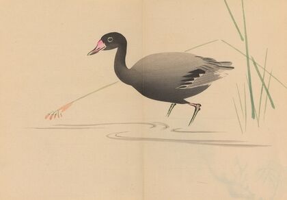 Zeshin iboku tairyūkyo gafu, Pl.07