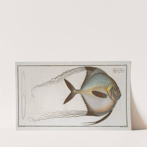 Zeus ciliaris. (1785-1797) by Marcus Elieser Bloch