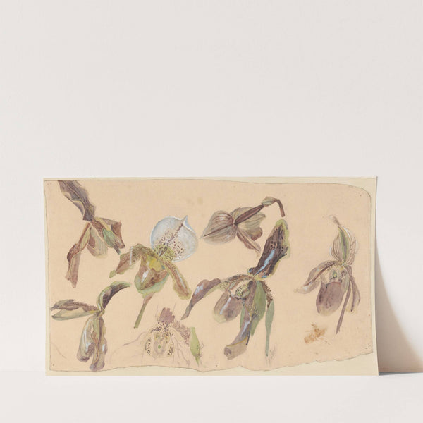Zeven studies van orchideeën (1878 - 1943) by Willem van Konijnenburg
